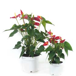 anthurium rubra - c17